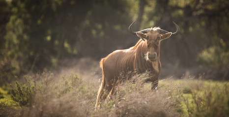Close up image of a Golden Wildebeest in a nature reserve in South Africa