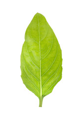 Holy Basil,Ocimum sanctum an isolated on white background