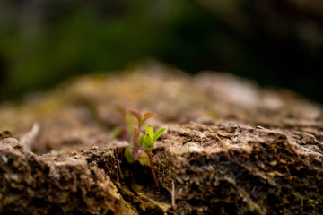 Nature Photography, beautiful plants and flower, photos taken in Auckland NZ