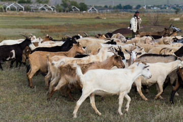 A herd of goats and sheep. Animals graze in the meadow. Pastures of Europe.