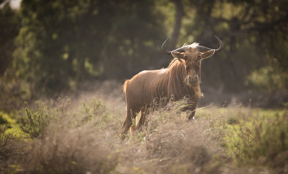 Close up image of a Golden Wildebeest in a nature reserve in South Africa
