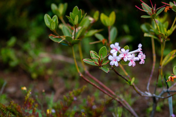Nature Photography, beautiful plants and flower, photos taken in Auckland NZ