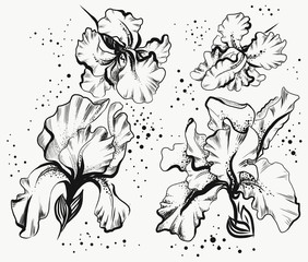 black and white illustration of iris flowers
