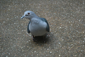 Image of a dove looking at the camera