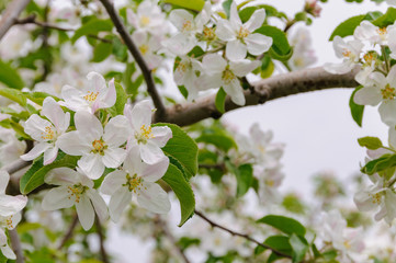 りんごの花