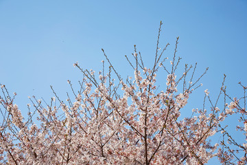 Sakura, cherry blossom flower tree 
