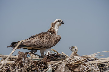 Eagle sitting in the nest with his nestling