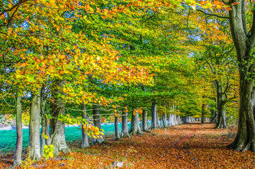 Fototapeta na wymiar Row of English beech trees in autumn with leaves on the ground.