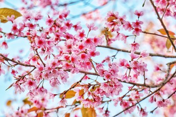 Wild Himalayan Cherry in Phu lom lo at Loei province, Thailand