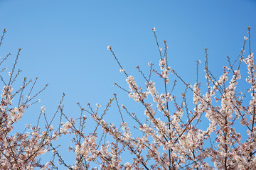 Sakura, cherry blossom flower tree 