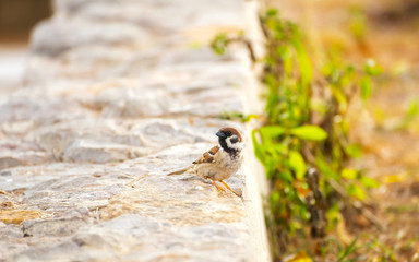 Sparrow stood his ground and looked forward with hope to find food