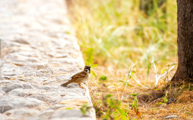 Sparrow stood his ground and looked forward with hope to find food
