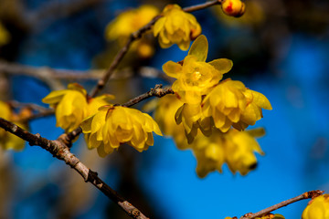 農業公園のロウバイ