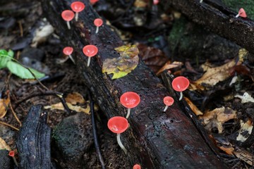 Champagne mushroom on rotten wood at Khao Yai National park, Thailand