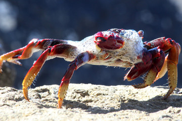 rote_Klippenkrabbe