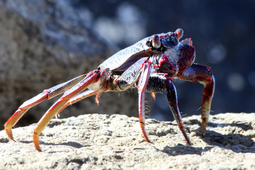 rote_Klippenkrabbe