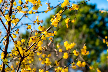 農業公園のロウバイ