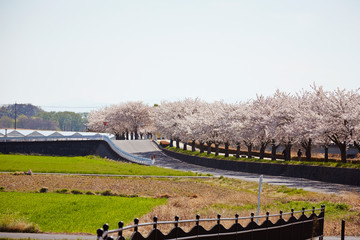 Cherry blossom trees in countryside 