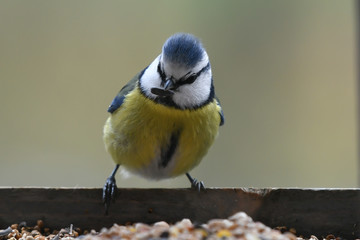 blue tit on a branch