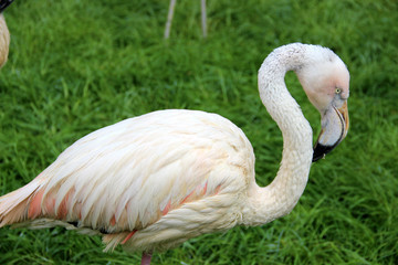 flamingo in zoo