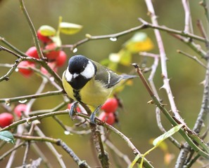 great tit in rose bush © yvonne