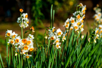 長崎鼻のスイセン