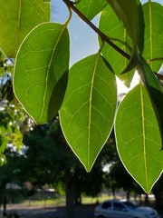 Light reveals in the leaves. So Amazing!