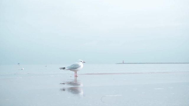 Seagulls on the Baltic sea in winter