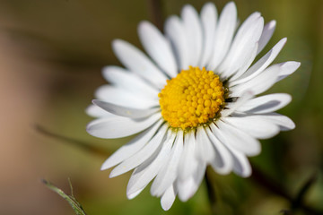 Obraz premium dettaglio di un margherita in fiore