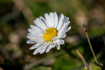 dettaglio di un margherita in fiore