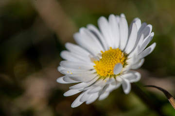 Fototapeta premium dettaglio di un margherita in fiore