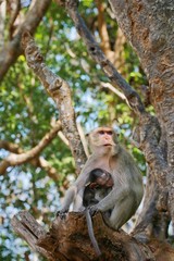 Mother Monkey with her Baby in Phra Nakhon Khiri (Khao Wang), Phetchaburi province, Thailand