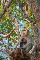 Fototapeta na wymiar Mother Monkey with her Baby in Phra Nakhon Khiri (Khao Wang), Phetchaburi province, Thailand