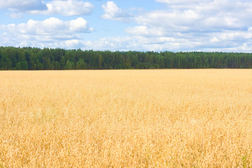 Field of ripened oats and forest. Golden cereal ears. Harvest season.