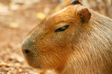 Detailed closeup of a Capybara, also known as a Hydrochoerus hydrochaeris.