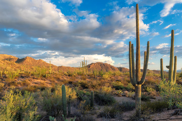 Saguaros cactus at sunset in Sonoran Desert near Phoenix, Arizona.