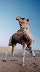 Kamel in der W&uuml;ste