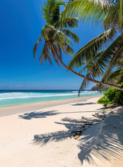 Obrazy na Szkle  Tropikalna plaża z białym piaskiem z palmami kokosowymi i turkusowym morzem na karaibskiej wyspie.