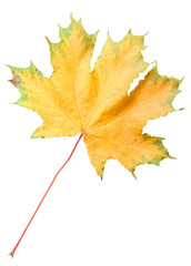 Green-orange maple leaf isolated on white background