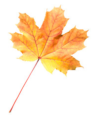 Orange-yellow maple leaf isolated on white background