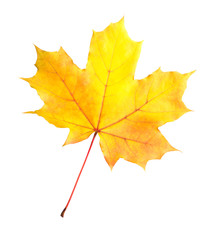 Orange-yellow maple leaf isolated on white background