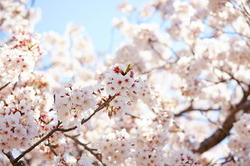 Sakura, cherry blossom flower tree 