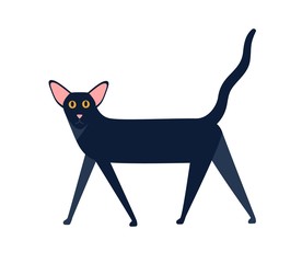 shorthair cat breed vector flat illustration