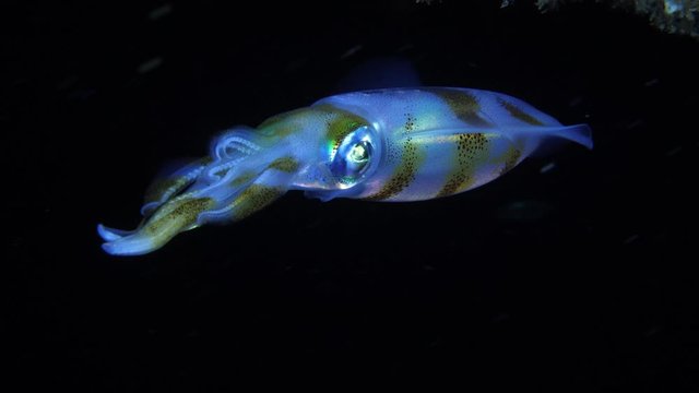 Amazing underwater world. Sepioteuthis lessoniana - Bigfin Reef Squid. Squids in the night. Black Water Diving. Underwater 4k video. Tulamben, Bali, Indonesia.