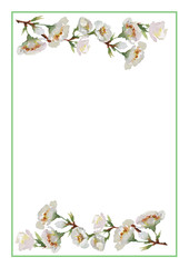 A sprig of blooming cherry on a white background. Postcard. Watercolor.