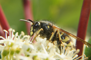 A bee collects pollen. Macro shot of an insect.