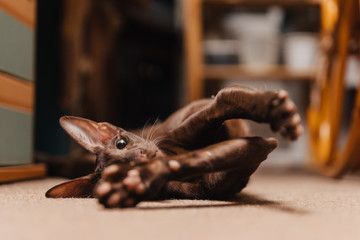 Oriental cat of chocolate color. The kitten lies on the floor and stretched its paws after sleep.