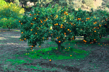 ripe oranges on a tree