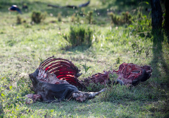 Remains of an animal. The dead cattle. Dead animals.