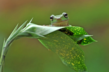 green frog on leaf